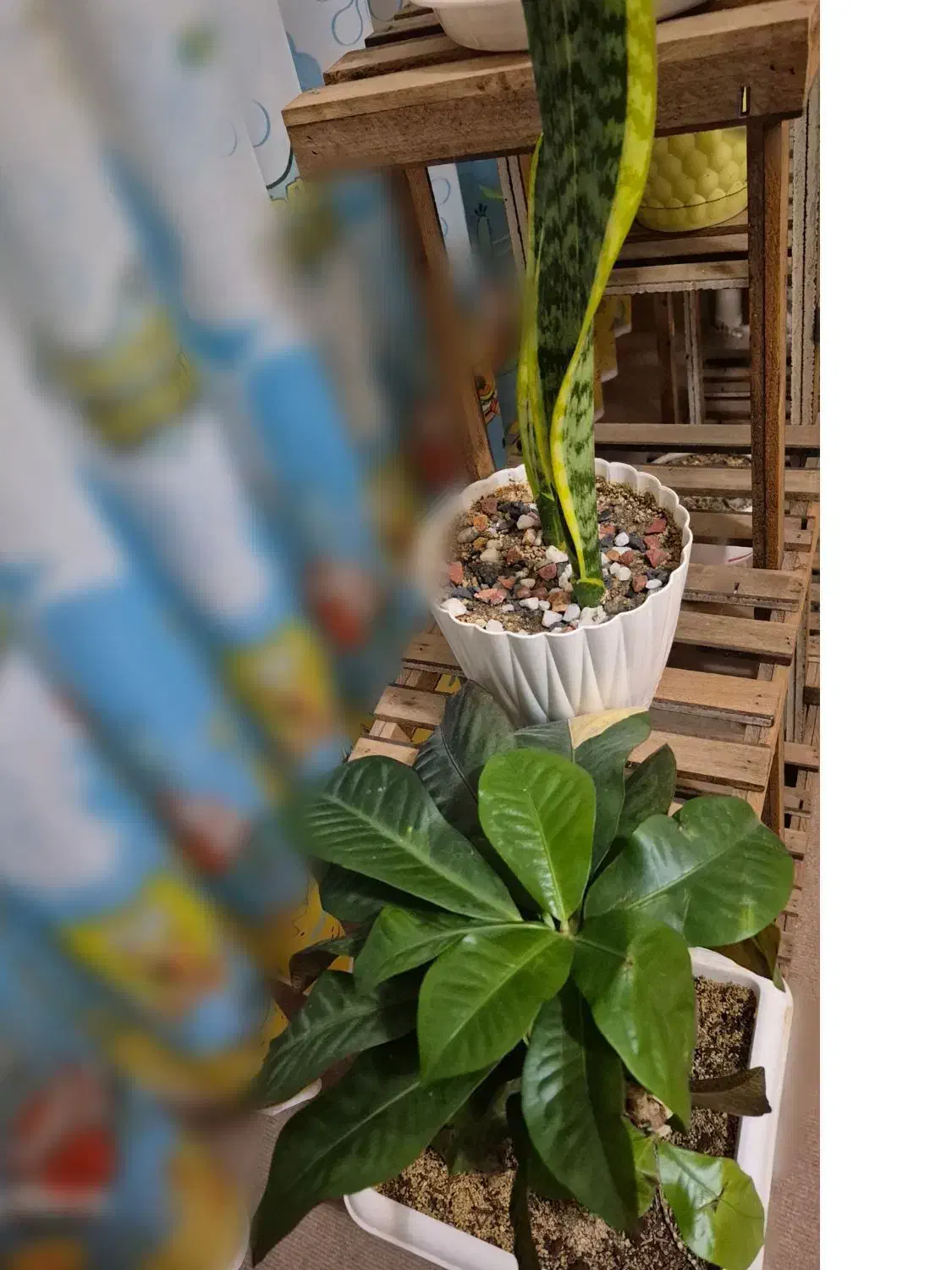 استندگل|گل و گیاه طبیعی|سهند, |دیوار