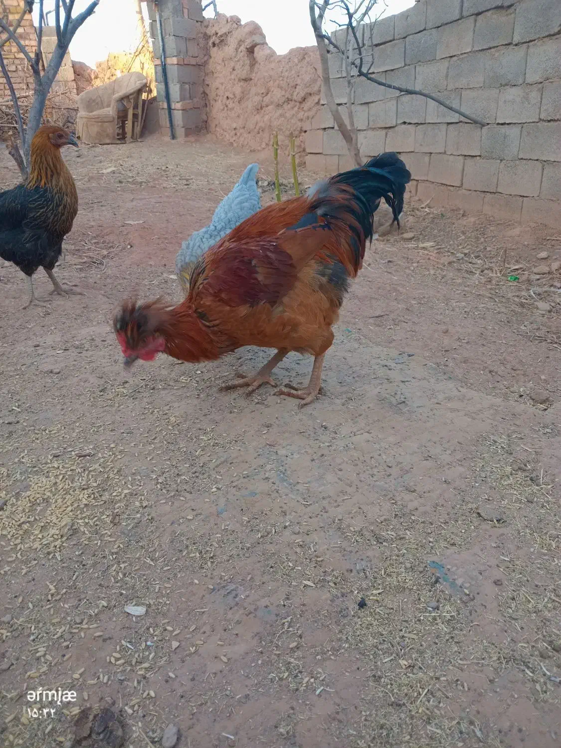 یک مرغ کاکولی و یک خروس کاکولی|حیوانات مزرعه|تربت جام, جامی|دیوار