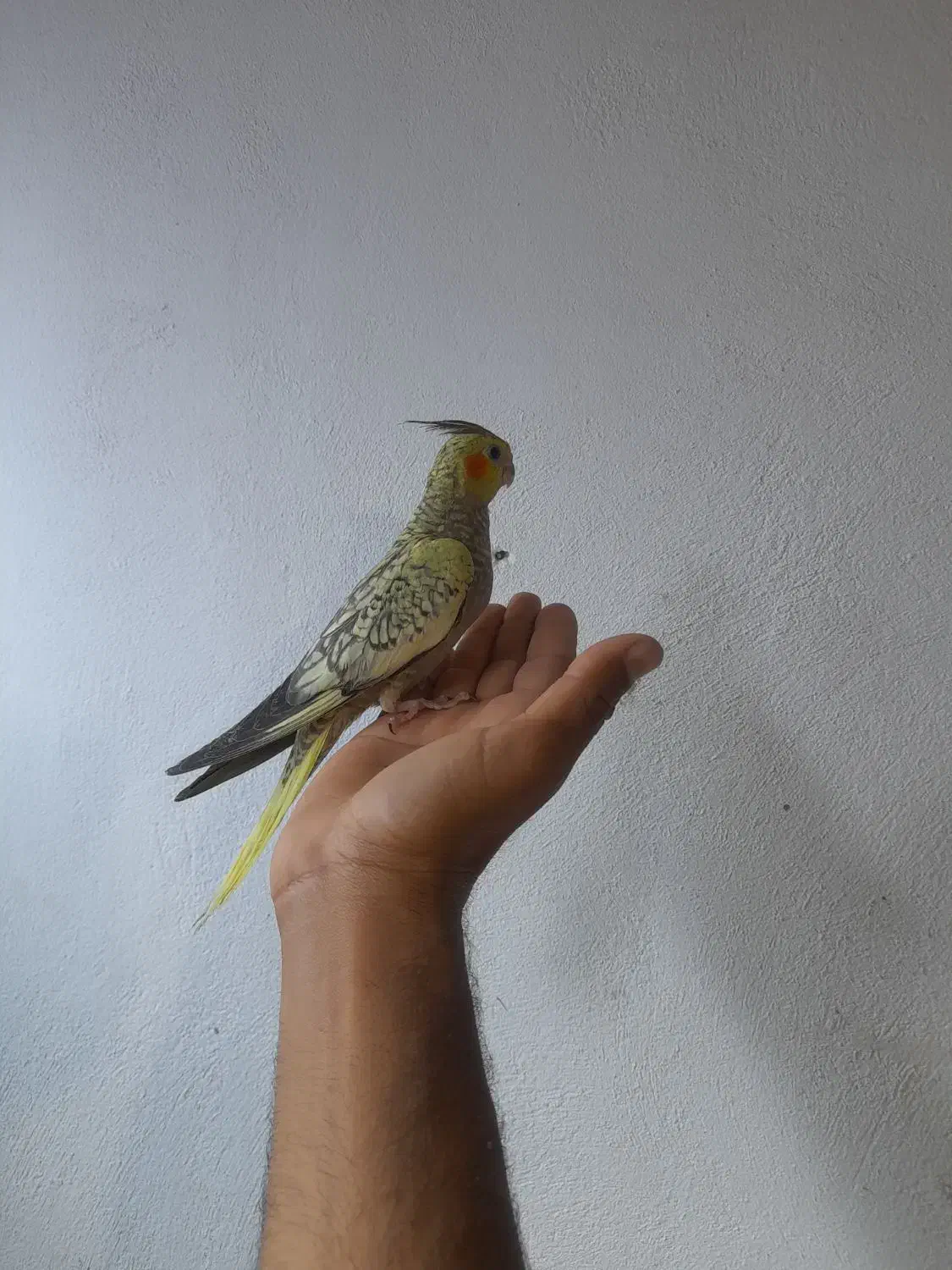 جوجه عروس هلندی دونخور ..طوطی گرینچیک|پرنده|قشم, |دیوار