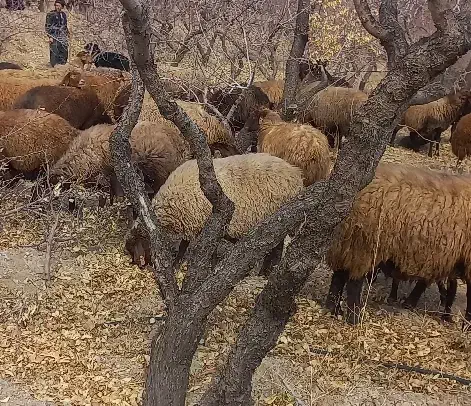 فروش ۶ راس میش ابستن|حیوانات مزرعه|بن, |دیوار