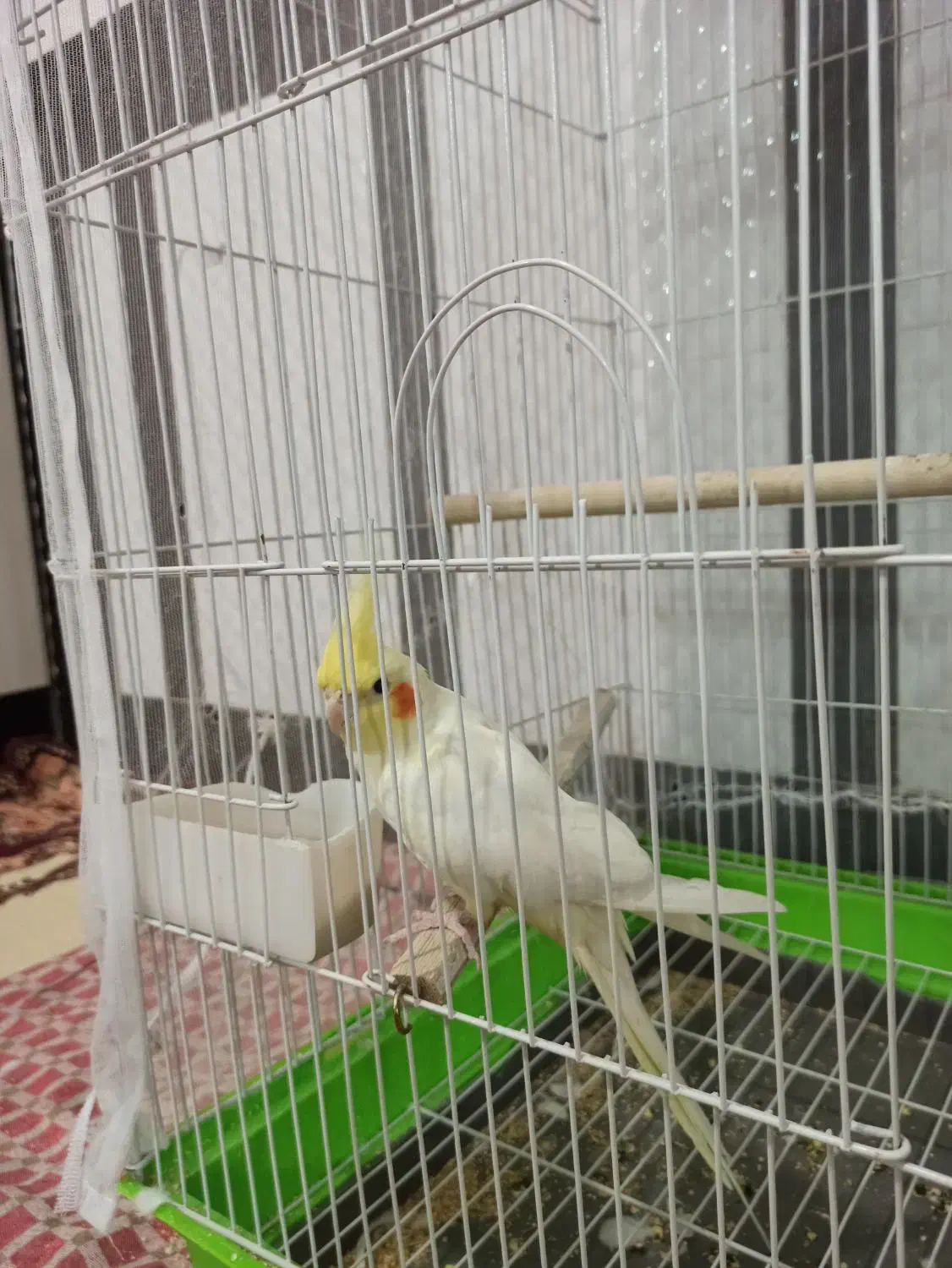 دو عدد عروس هلندی دستی|پرنده|دره شهر, |دیوار