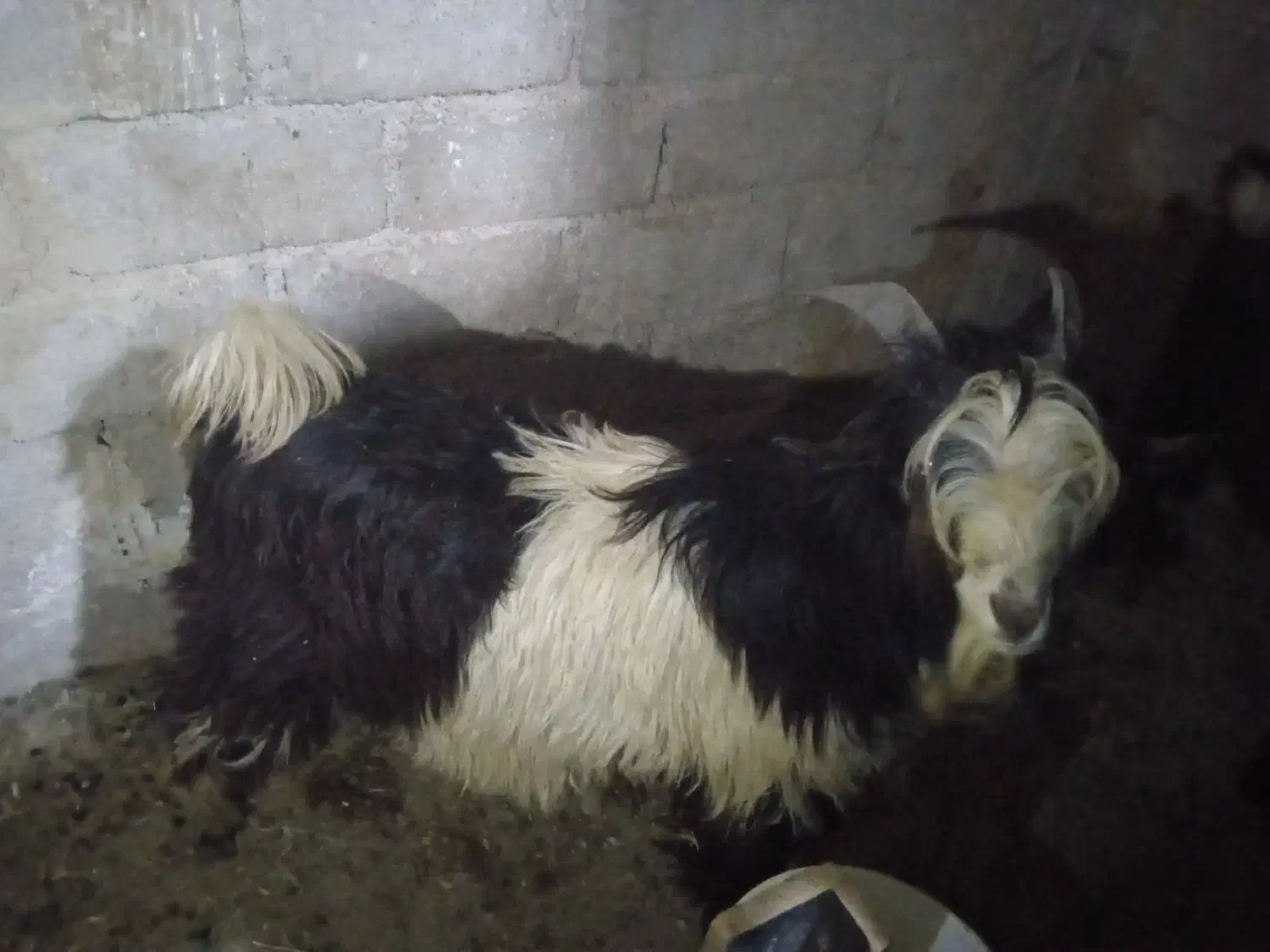 نر‌بز‌داشتی‌‌گله‌داری|حیوانات مزرعه|اردل, |دیوار