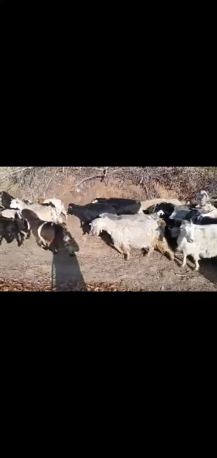 ۳۱سر بزو ۳۱سر بزغاله|حیوانات مزرعه|مریوان, |دیوار