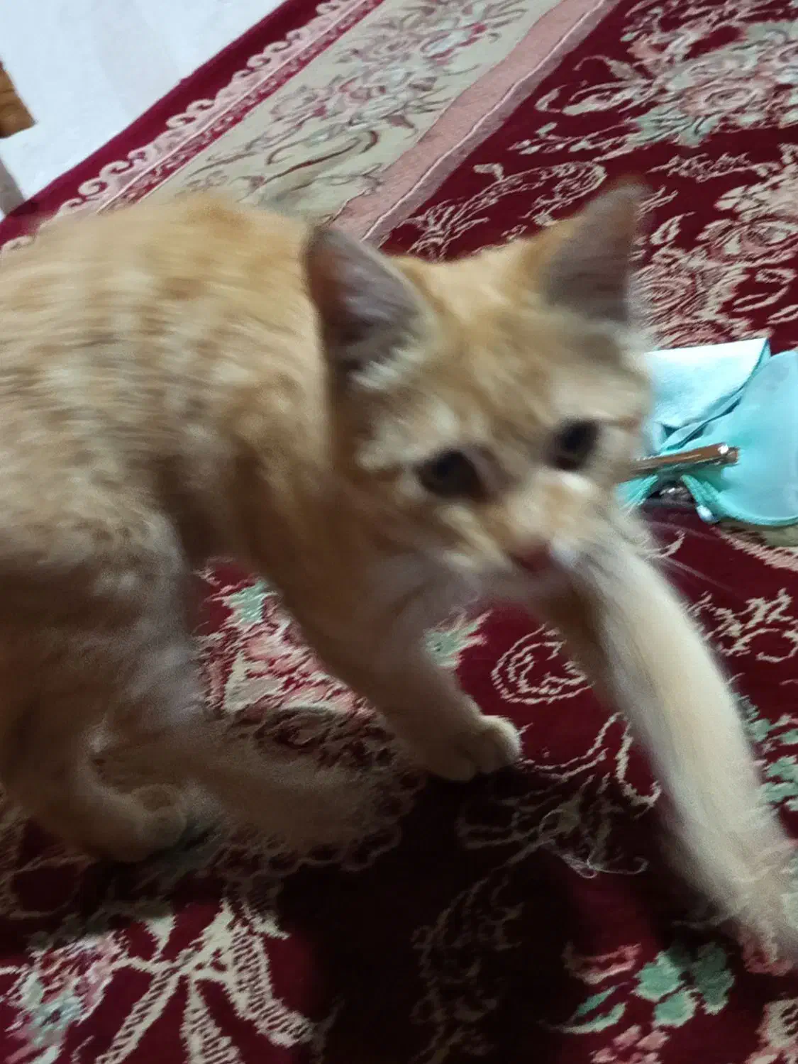 گربی نر داسته است|گربه|زاهدان, |دیوار