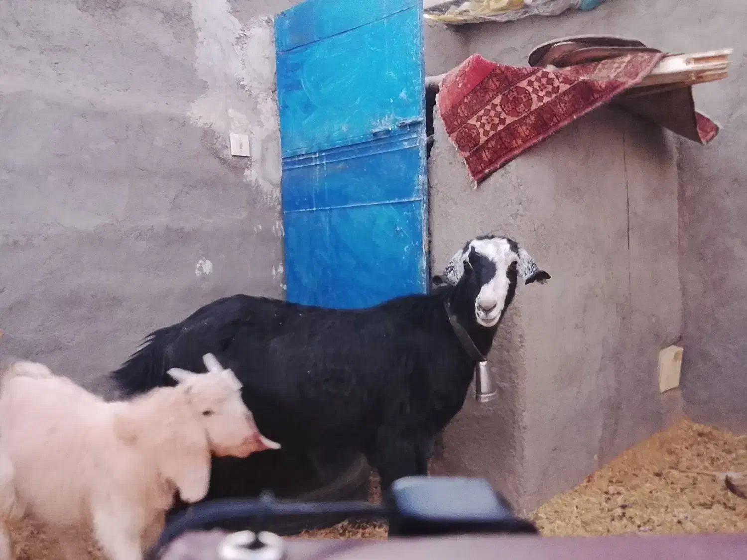 دوعددبز بایک بزاله فروشی|حیوانات مزرعه|فردوس (خراسان), |دیوار