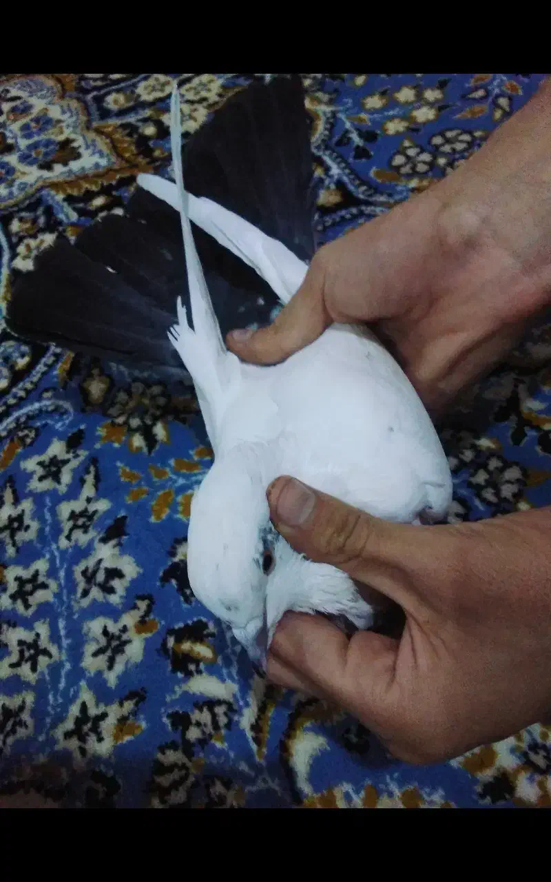 کفتر|پرنده|بندر ماهشهر, |دیوار