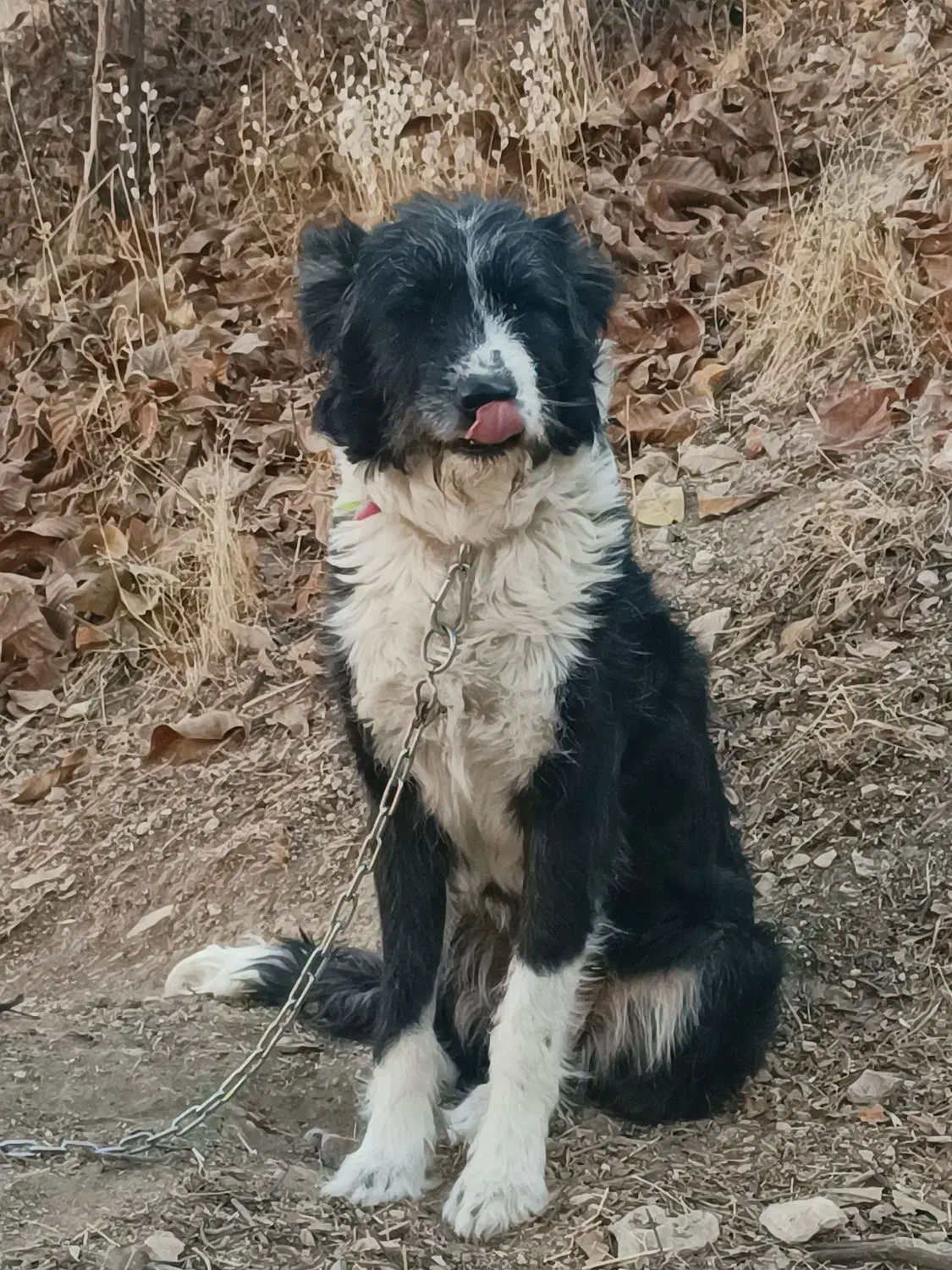 سگ ماده براقی پشمالو|سگ|شیراز, قلات|دیوار