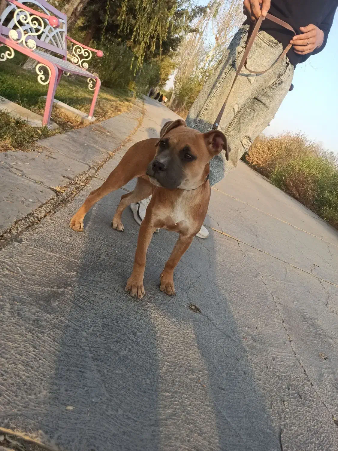 توله پیتبول با اصالت|سگ|اصفهان, کوی ولی عصر|دیوار