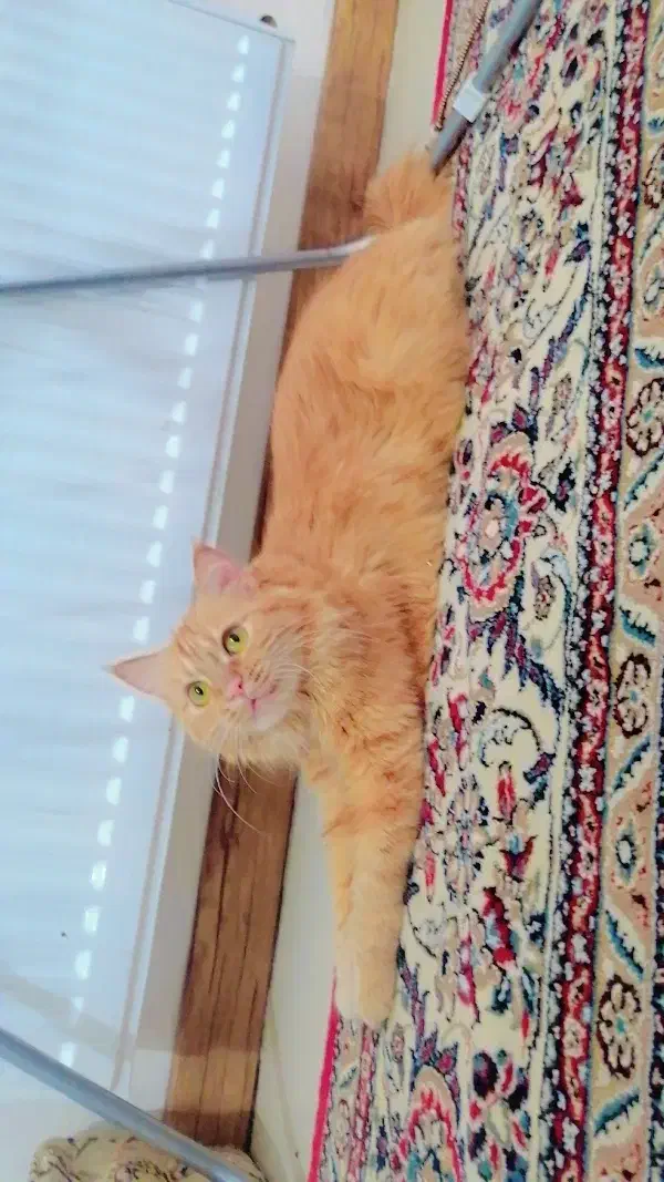 گربه ماده|گربه|مبارکه, |دیوار