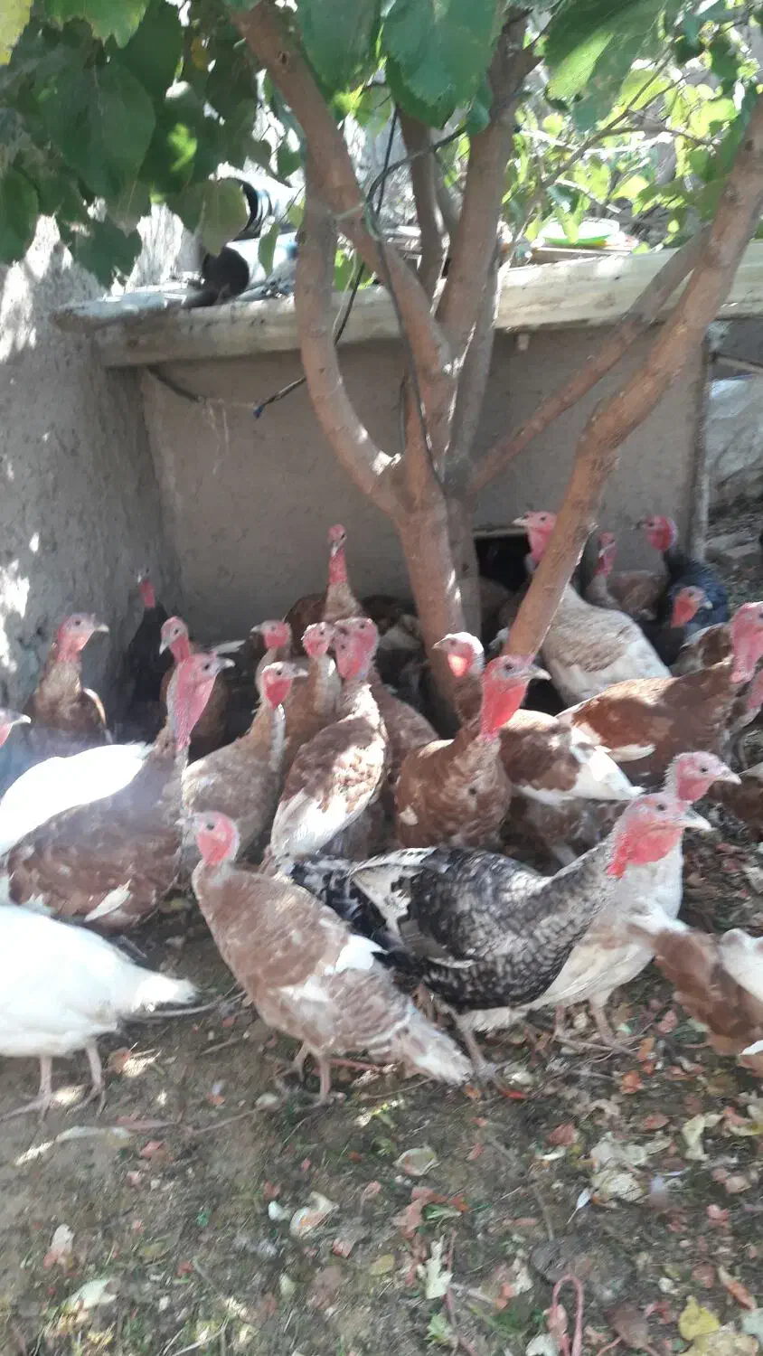 حراج فوری بوقلمون|حیوانات مزرعه|محمدیه-قزوین, |دیوار