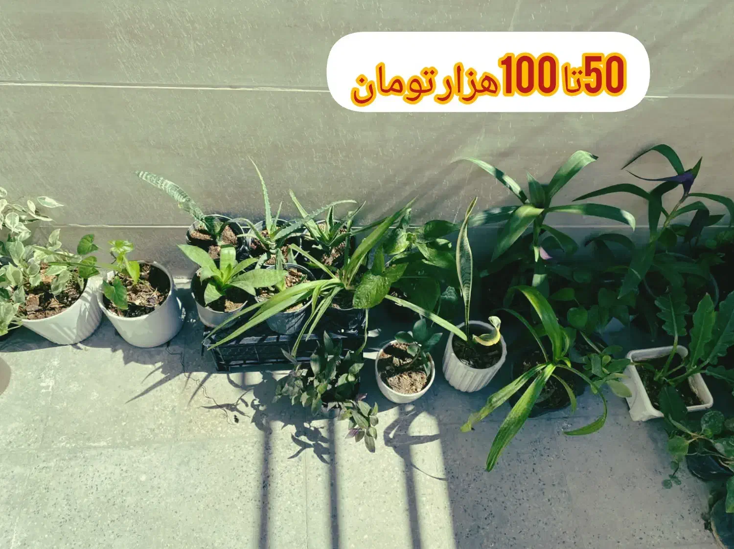گل خانگی ارزان|گل و گیاه طبیعی|بروجرد, |دیوار