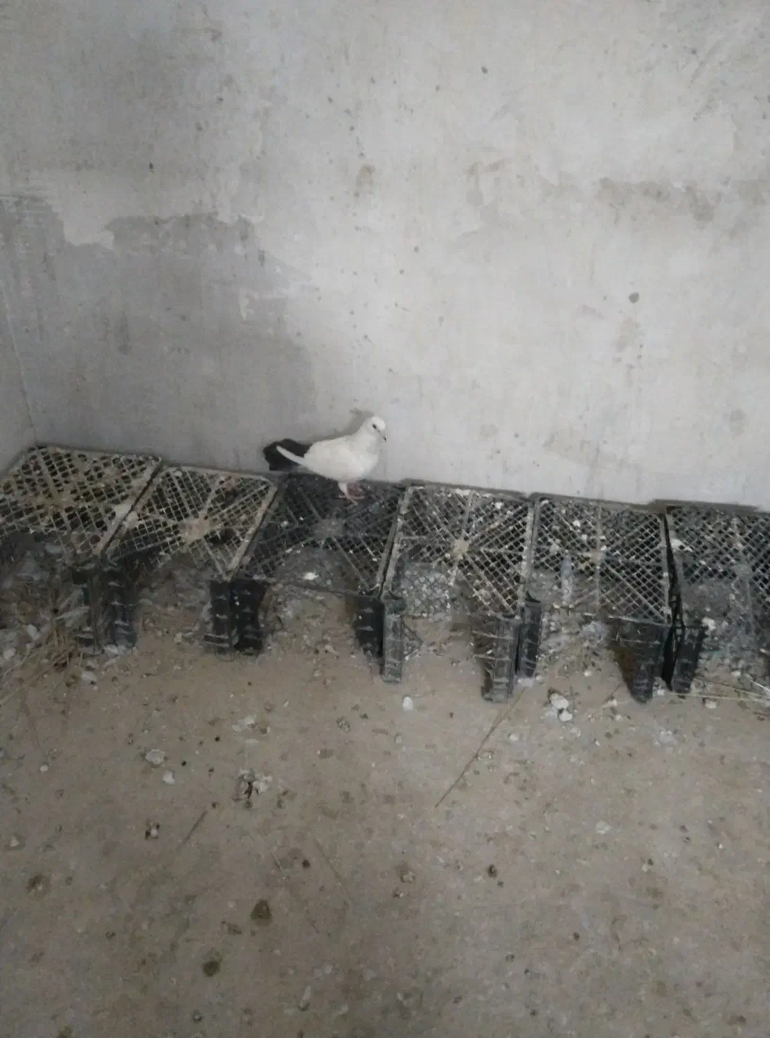 کبوتر دمی و طوقی|پرنده|بردخون, |دیوار