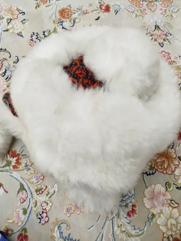 کلاه زمستونی|لباس|تهران, هفده شهریور|دیوار