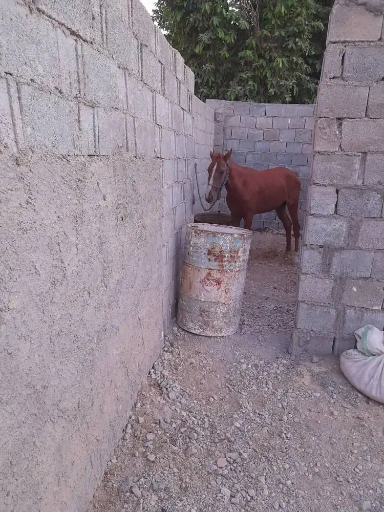 اسب|اسب و تجهیزات اسبسواری|اهرم, |دیوار