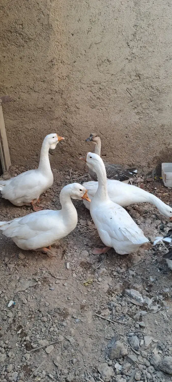 قوغاز و اردک مسکویی(اسرائیلی) رنگ خاص طوسی|حیوانات مزرعه|سمنان, |دیوار