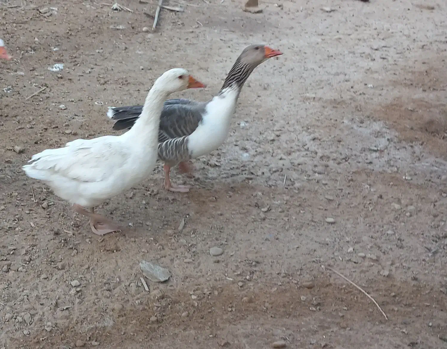 فروش غاز|پرنده|رامشیر, |دیوار