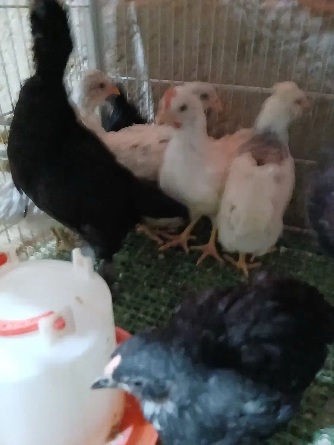 جوجه گلین تک تاج یکماهه واکسینه ۱۵ روزه چهل تاج|حیوانات مزرعه|خمینی‌شهر, |دیوار