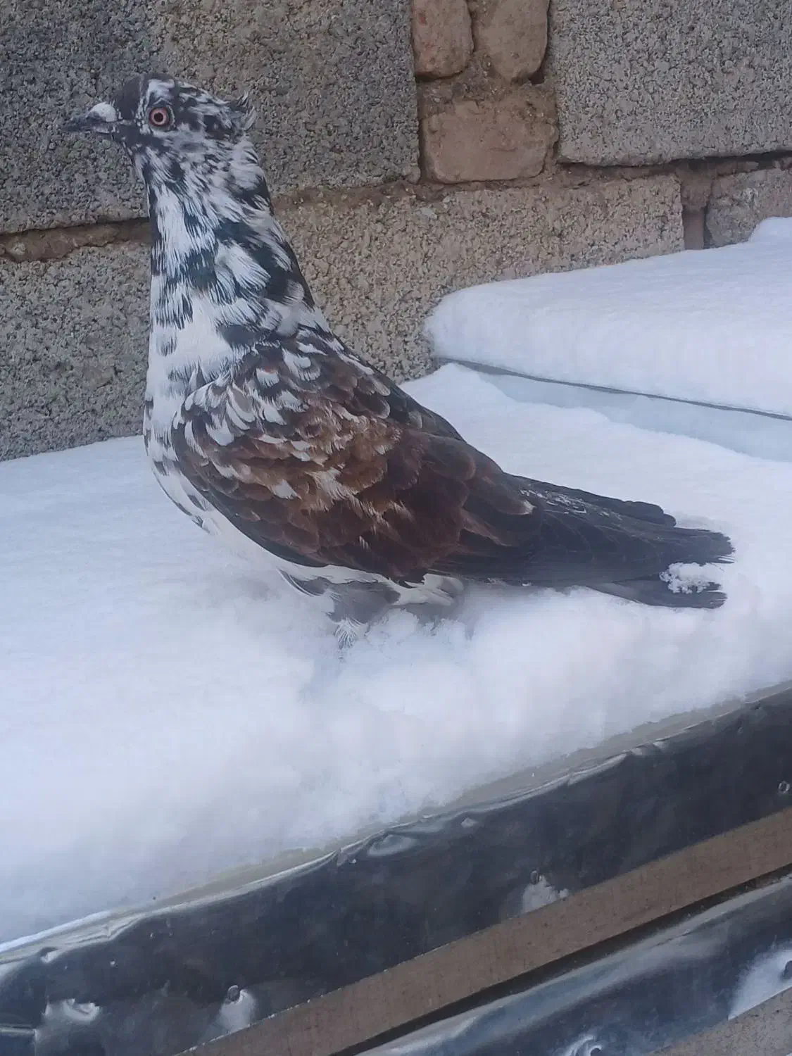 کبوتر|پرنده|هیر, |دیوار