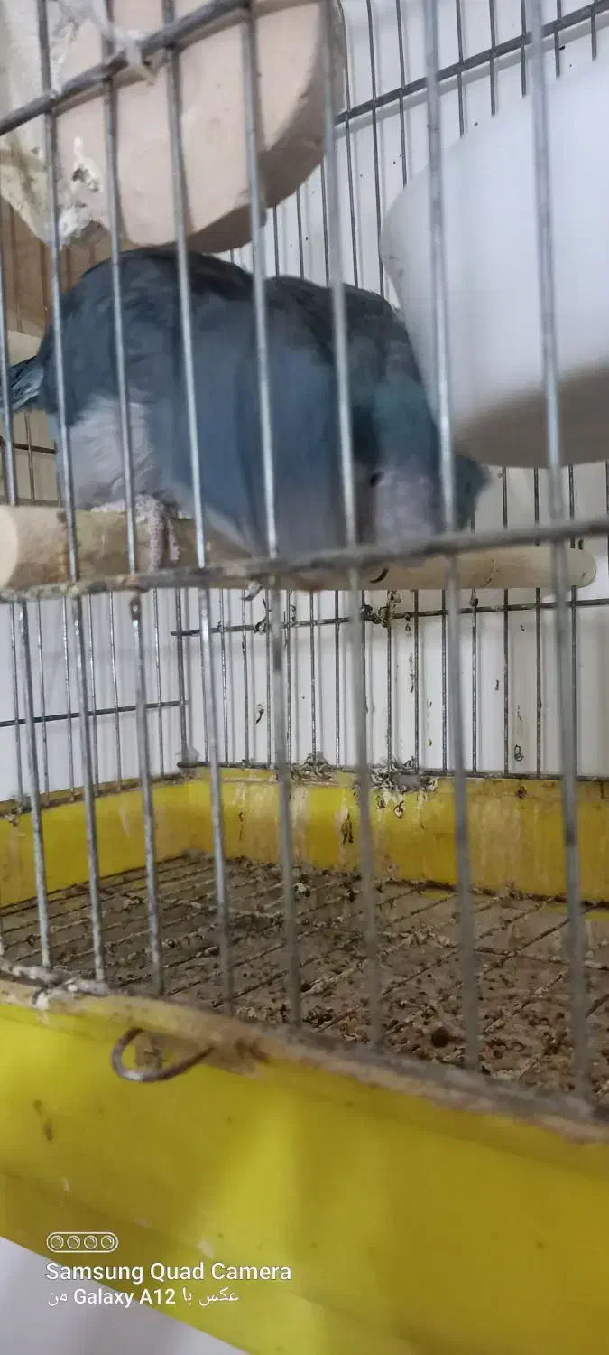 راهب مولد ابی|پرنده|تبریز, |دیوار