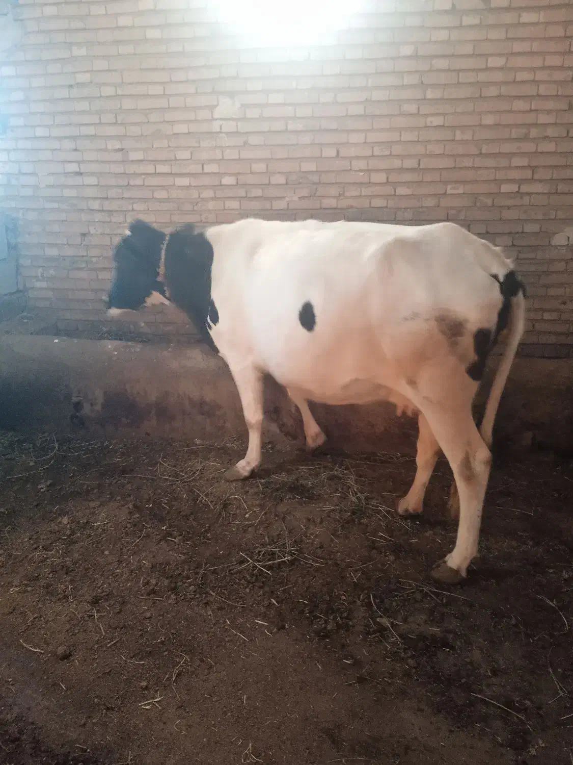 گاو هلشتاین شکم 2 30روز مانده به زایمان تلقیح شده|حیوانات مزرعه|سراب, |دیوار