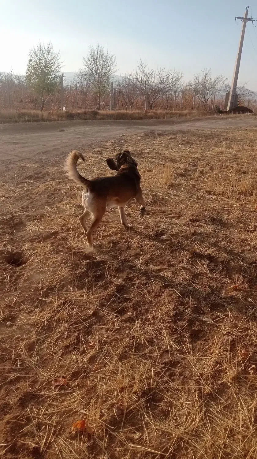 سگ سرابی|سگ|ابهر, |دیوار