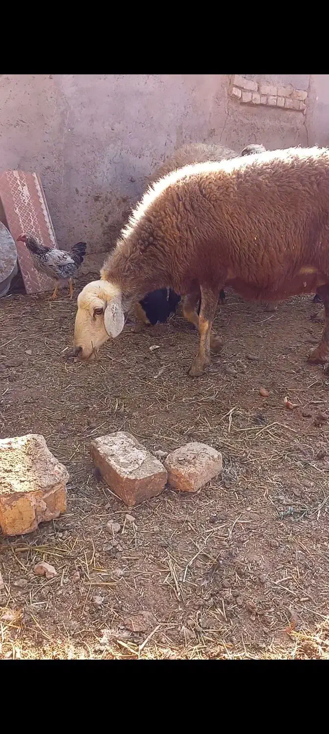 میش آبستن صابونی دوقلو زا|حیوانات مزرعه|قزوین, |دیوار