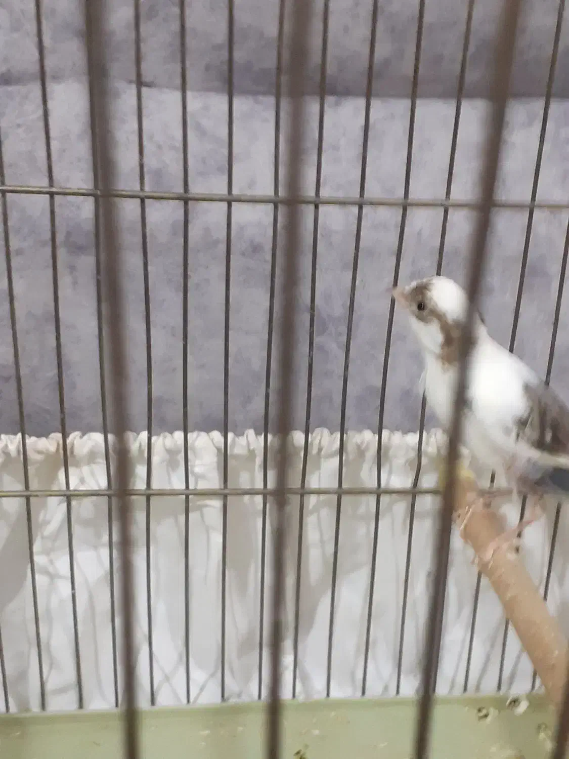 یک عددقناری|پرنده|ملایر, |دیوار