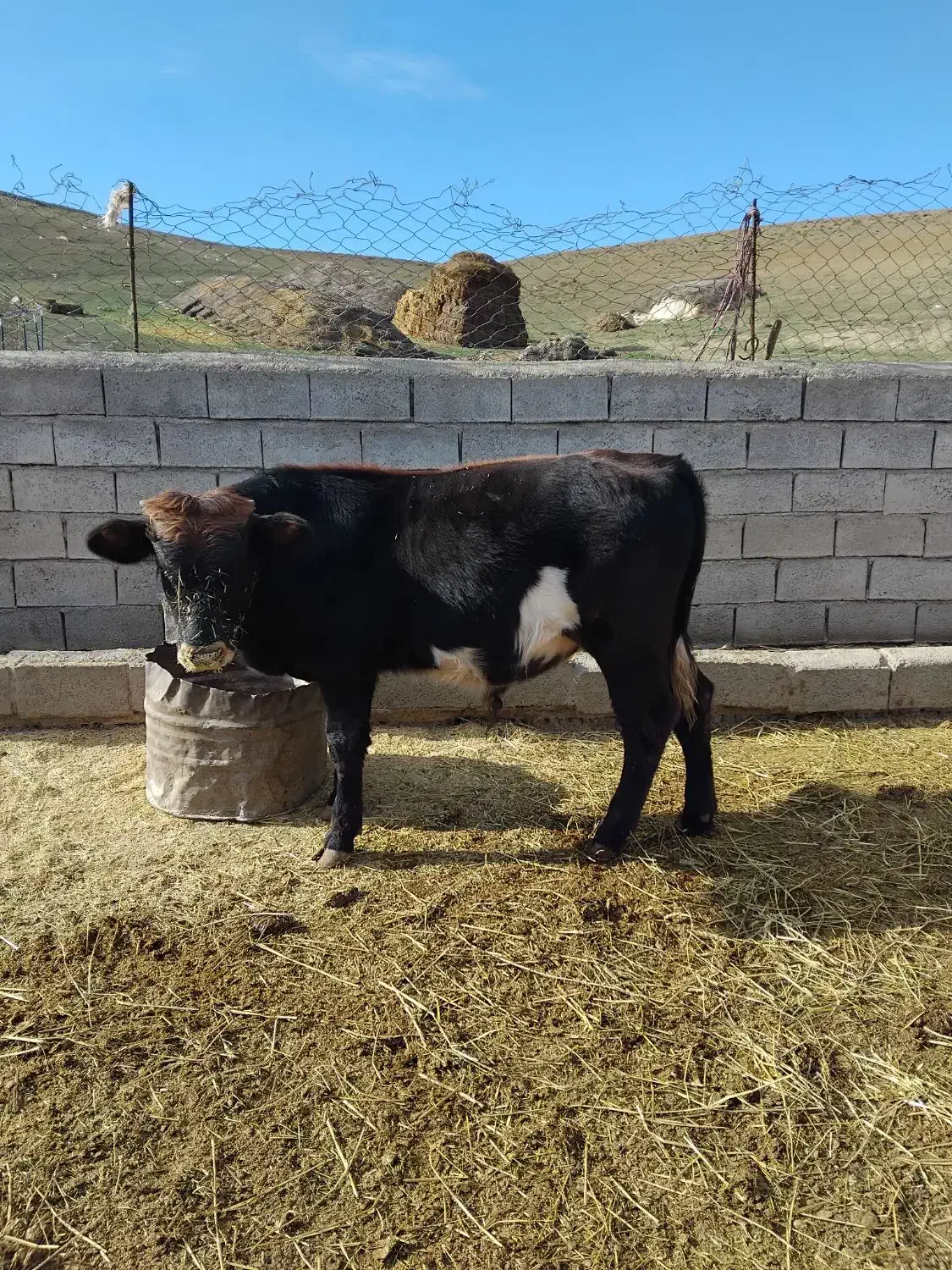 گوساله نر|حیوانات مزرعه|بیله سوار, |دیوار