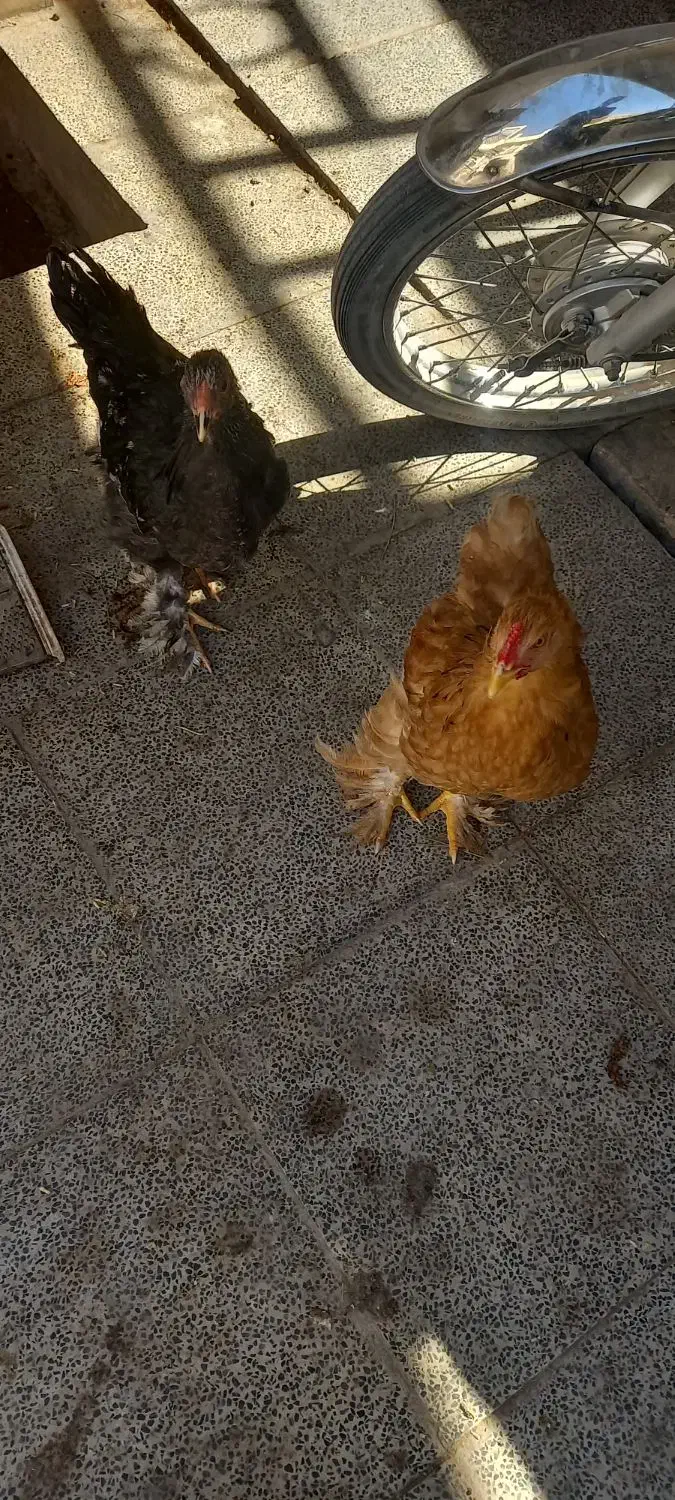 تعدادی خروس برهما به فروش میرسد|حیوانات مزرعه|اردکان, |دیوار