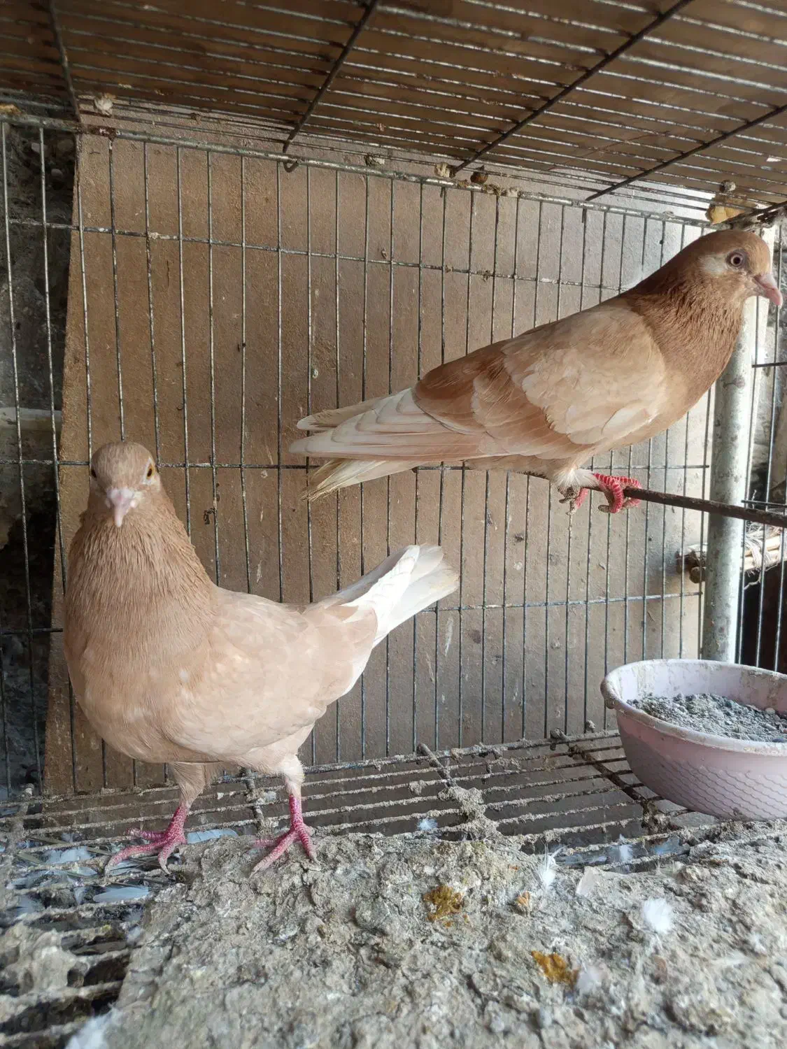 کبوتر زرد پرشی وپتی والا|پرنده|مهران (هرمزگان), |دیوار