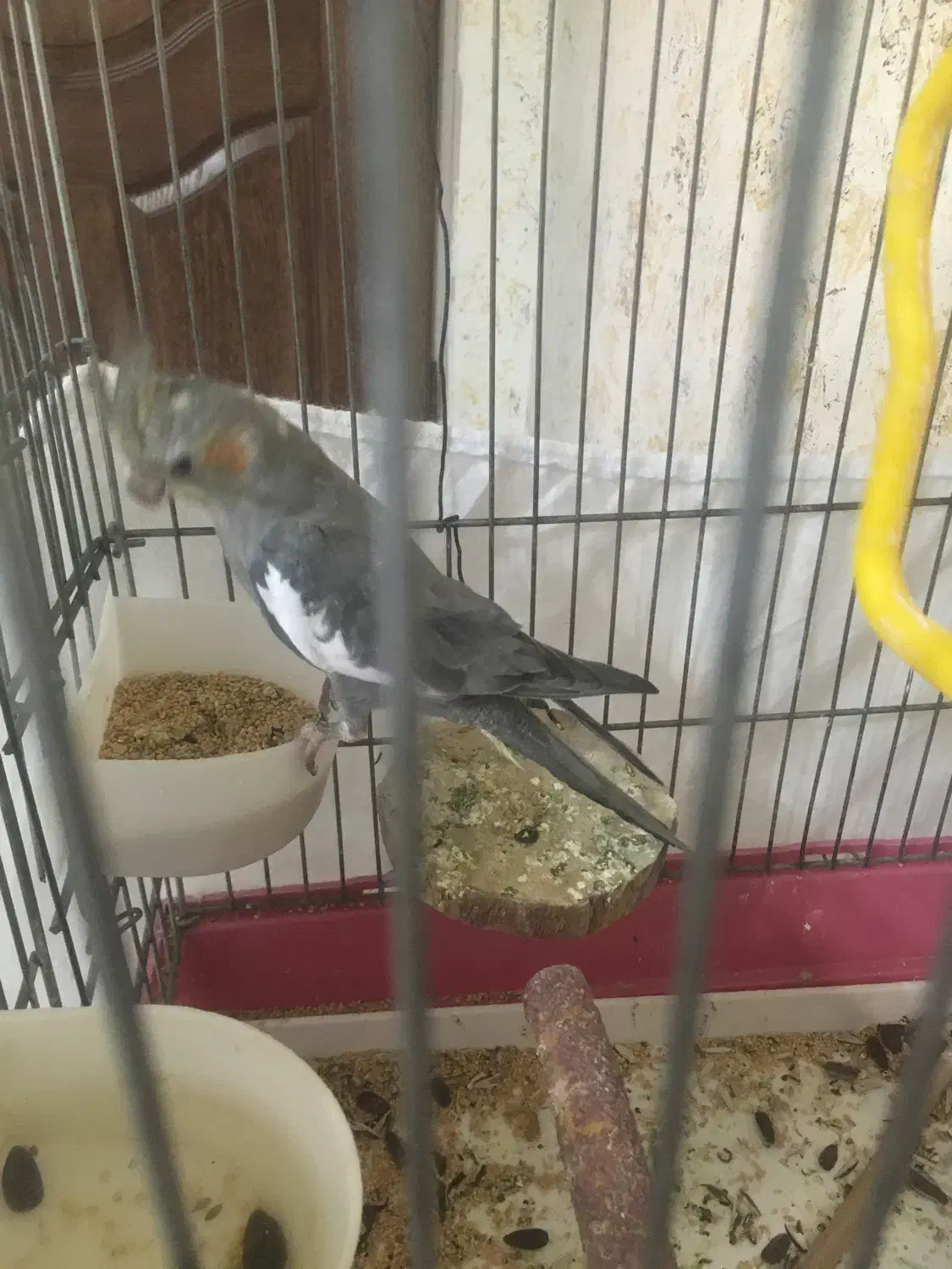 عروس هلندی فوری فروشی|پرنده|تهران, سبلان (لشگر)|دیوار