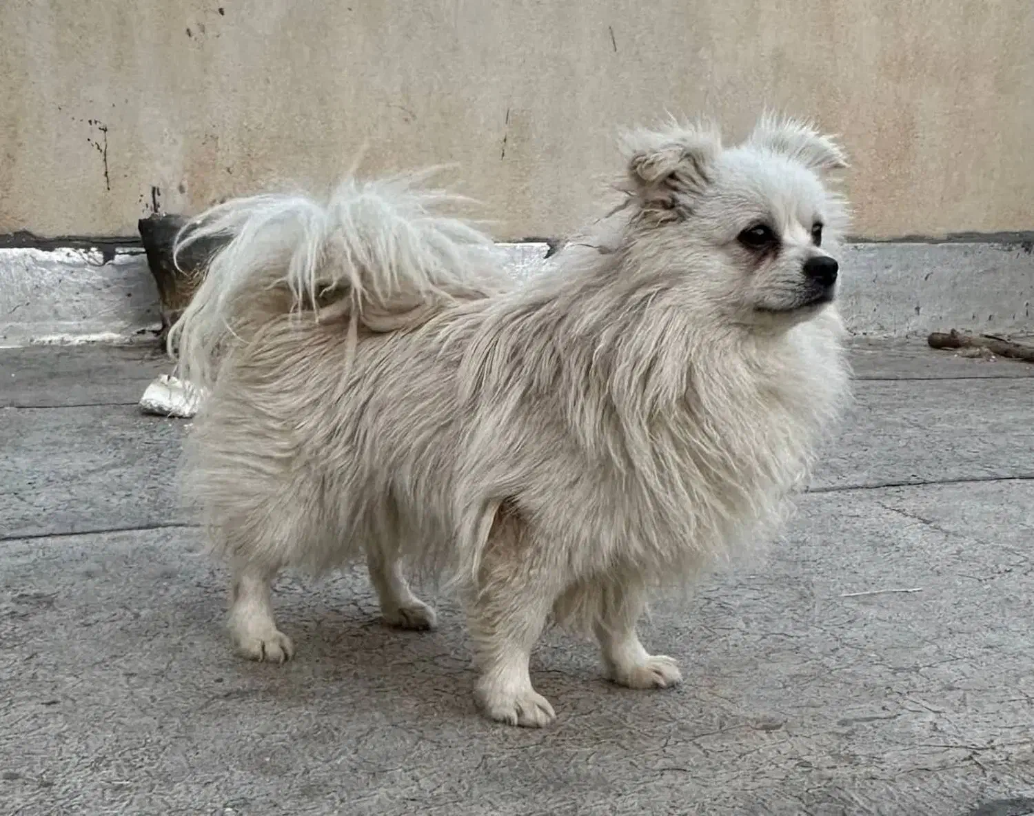 پامرین|سگ|بیجار, |دیوار