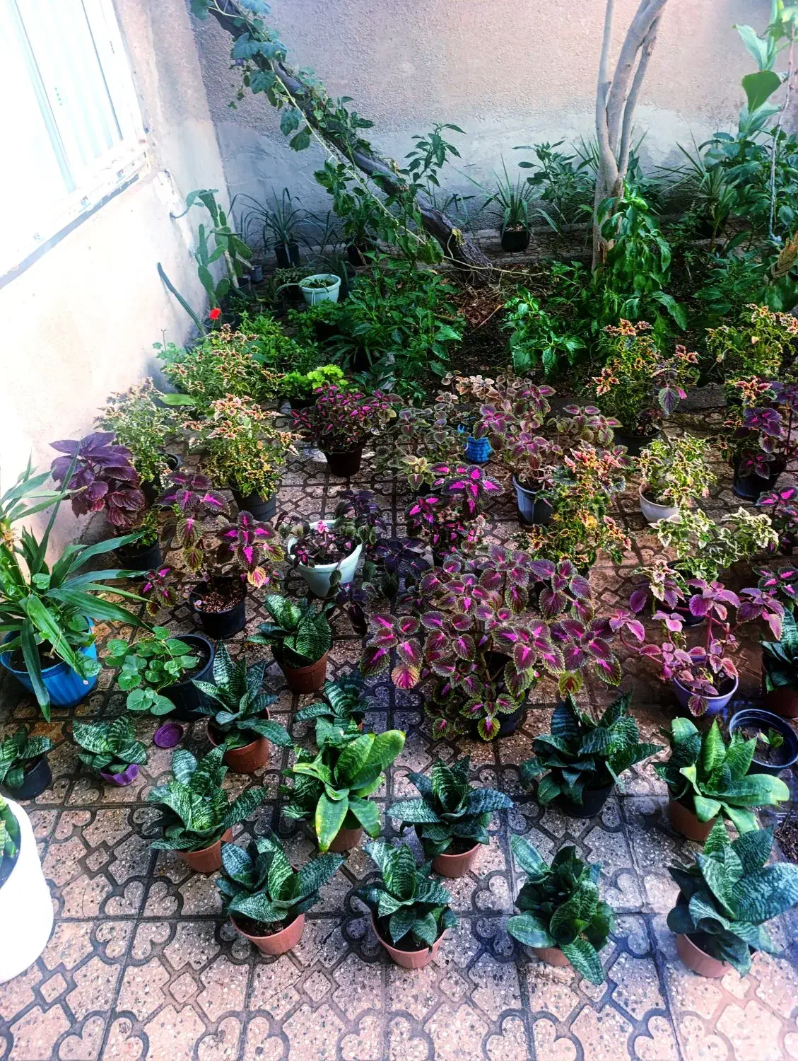 گل اپارتمانی|گل و گیاه طبیعی|قزوین, |دیوار