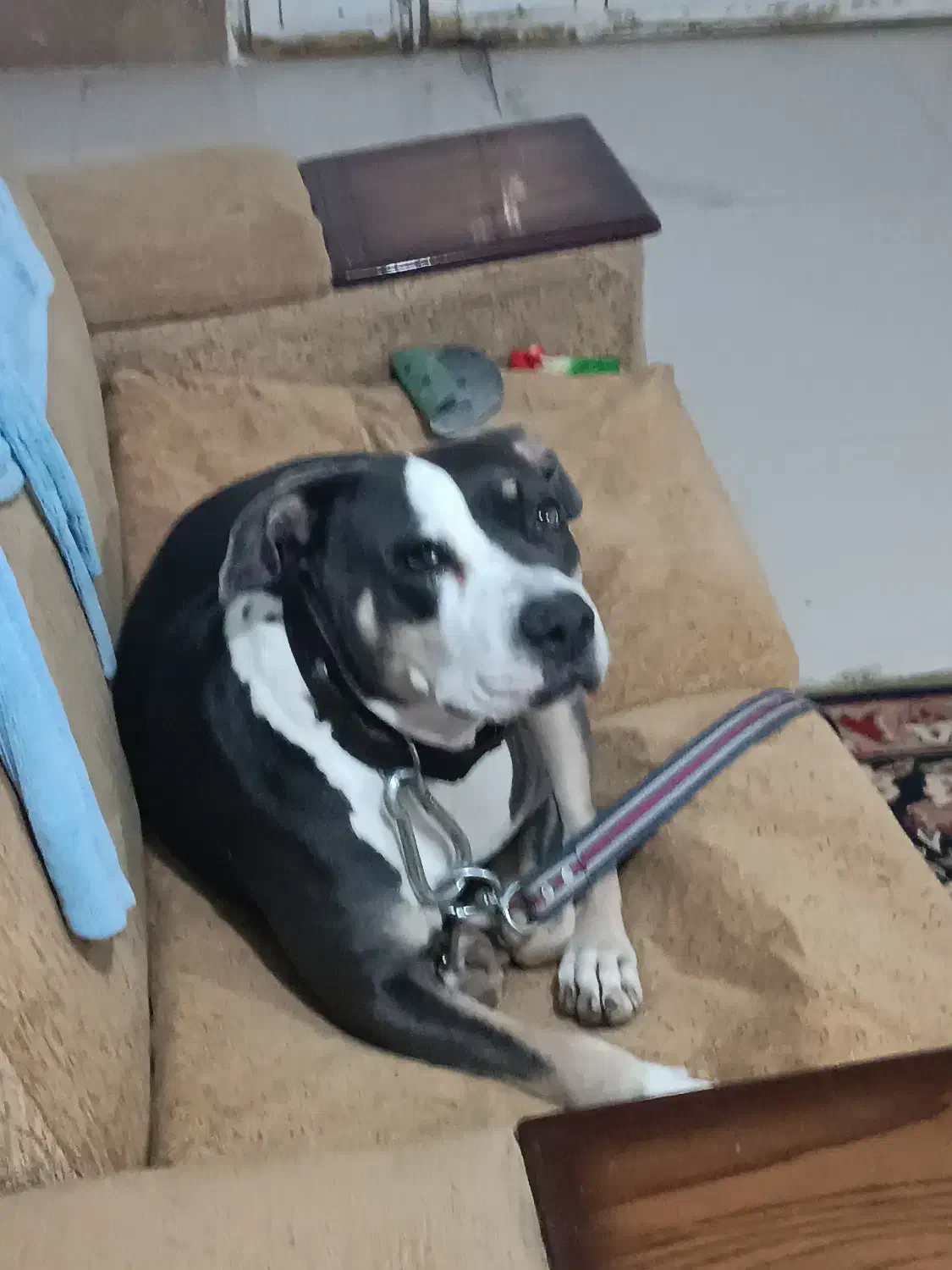 سگ پیتبول|سگ|شیراز, گویم|دیوار