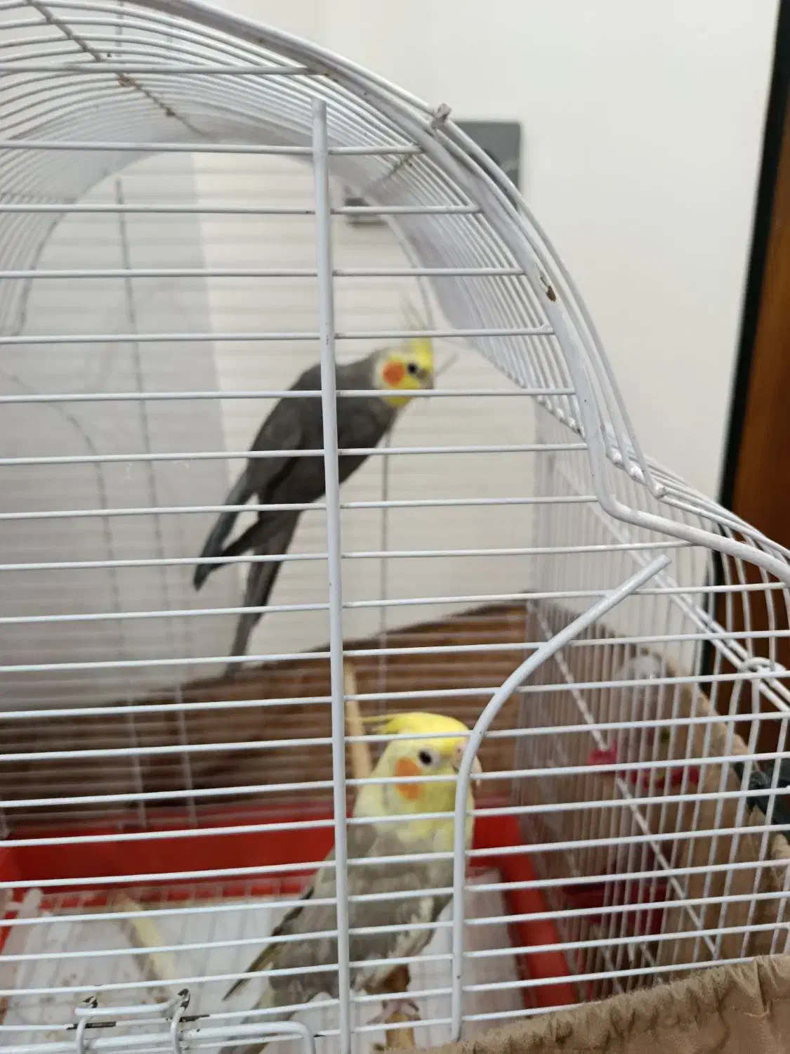 پرنده|پرنده|رشت, پسیخان|دیوار