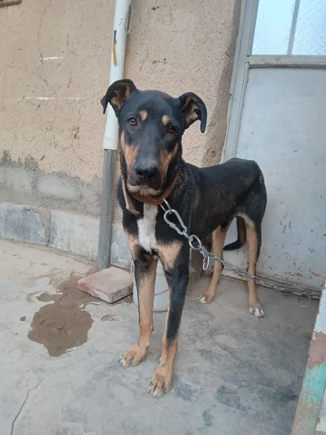 سگ نگهبان|سگ|گلپایگان, |دیوار