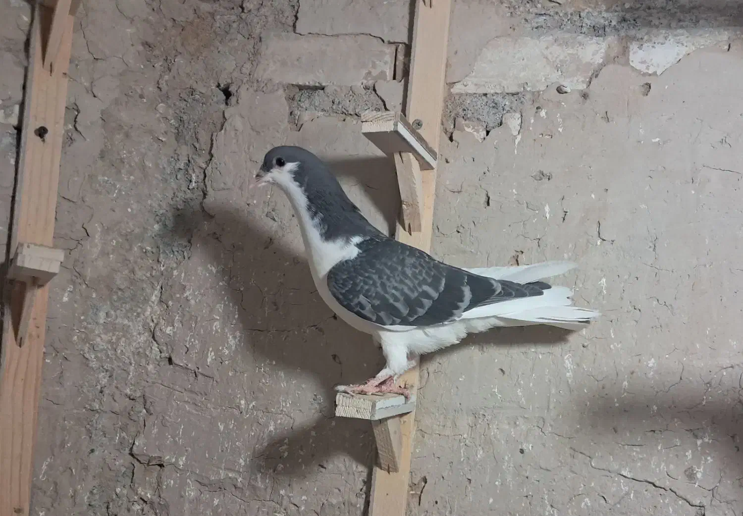 کفتر هفترنگ دم سفید شازده کاکلی پولکی طوقی صید|پرنده|مشهد, موسوی قوچانی|دیوار