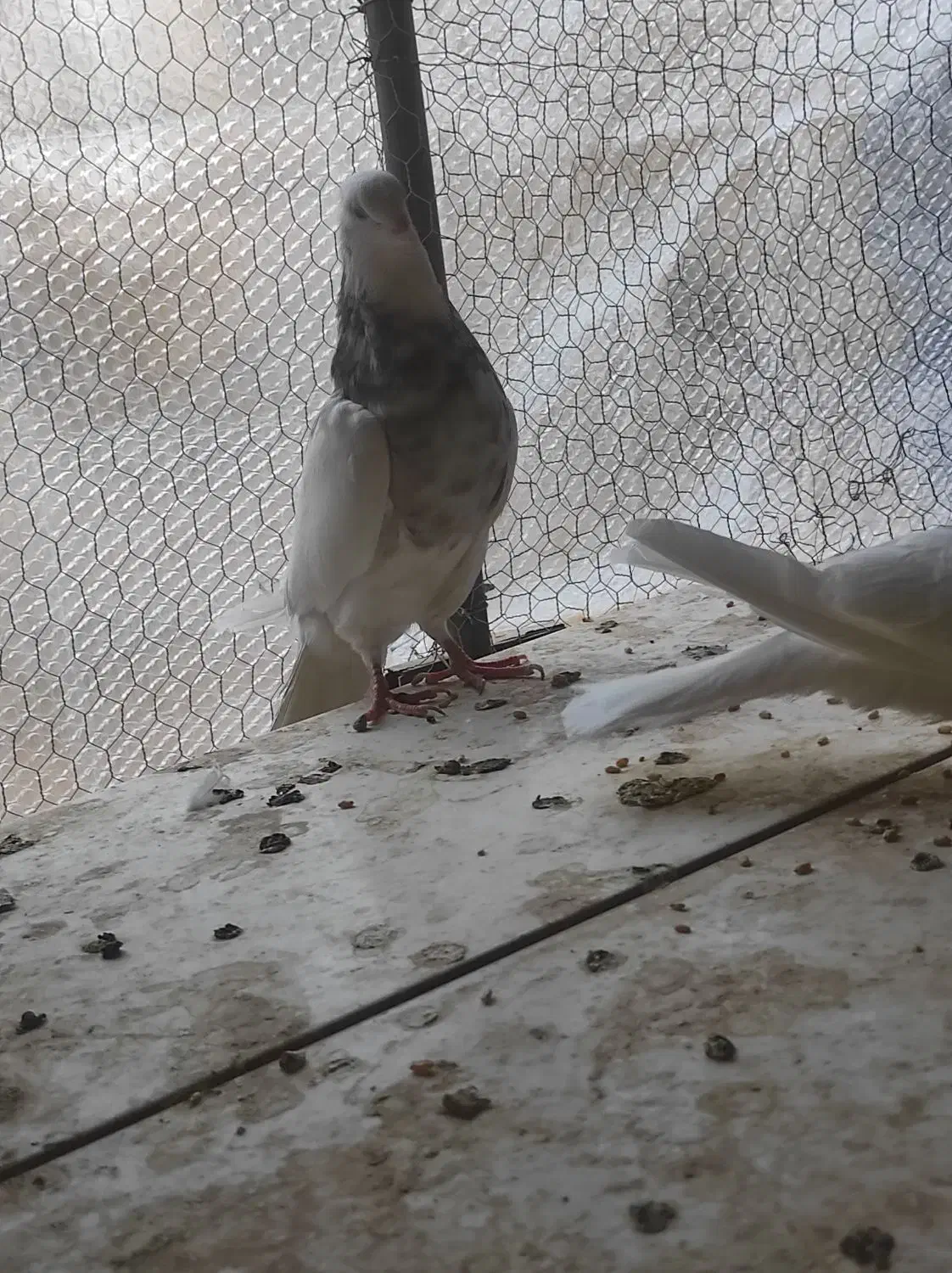 کفتر طوقی شکلاتی نر|پرنده|اردکان, |دیوار