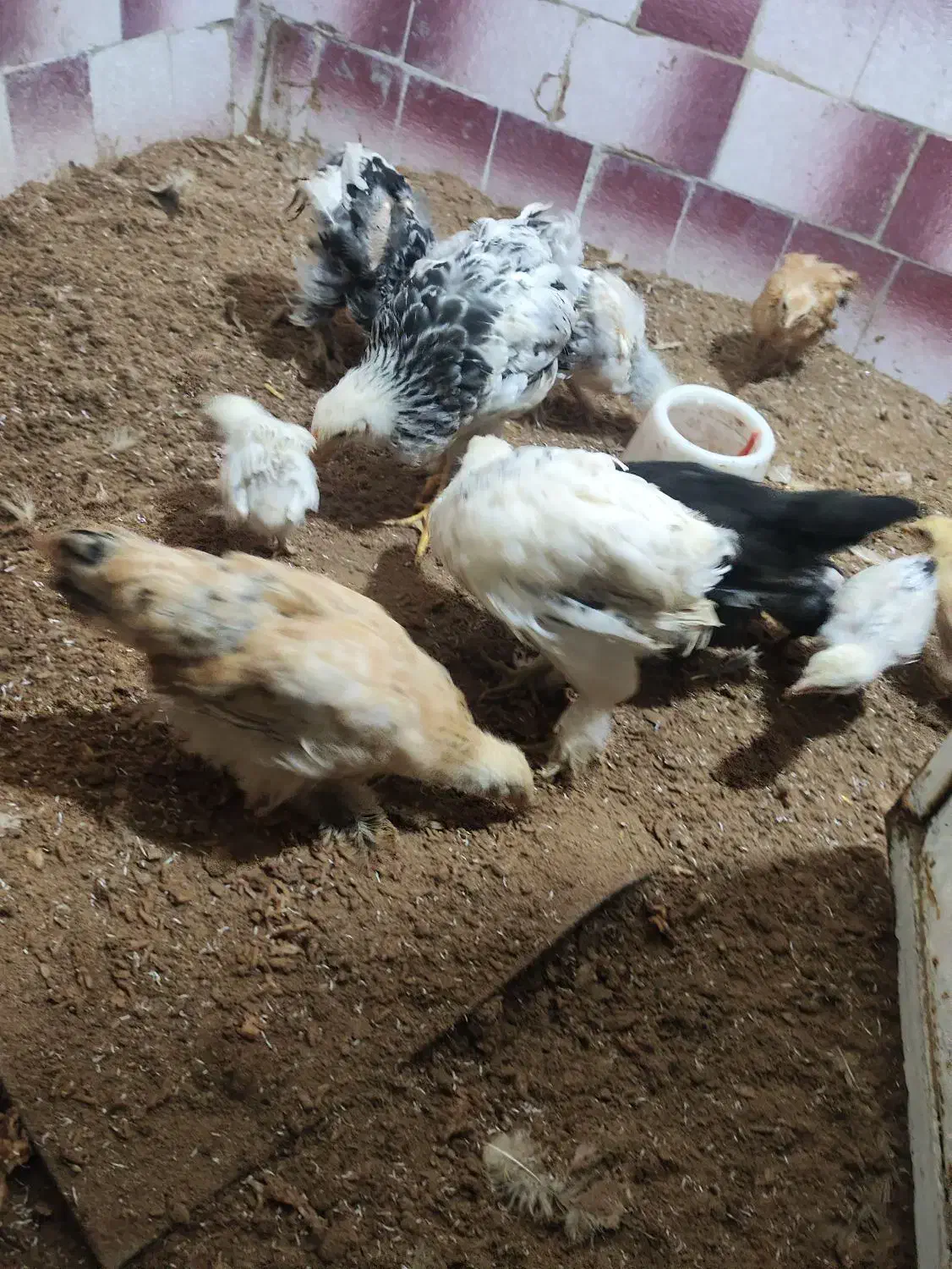 جوجه برهما|حیوانات مزرعه|مرند, |دیوار