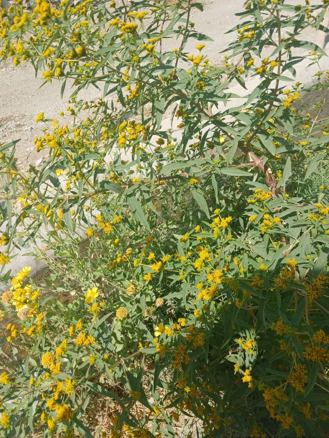 شرکت خدماتی نظافتی.نظافتچی خانم اقاتمام مناطق|خدمات نظافت|تهران, ستارخان|دیوار