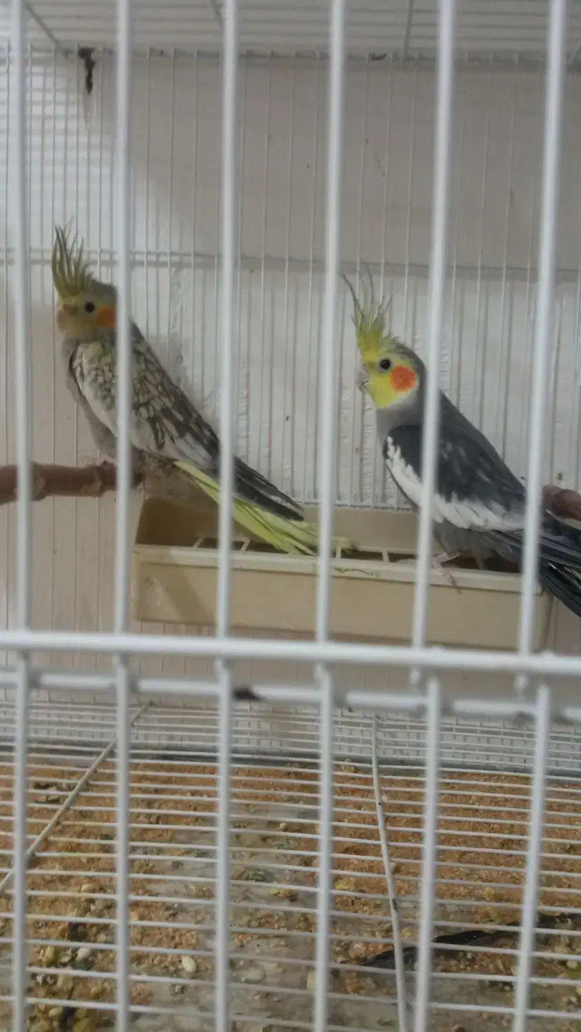 قفس|لوازم جانبی حیوانات|سبزوار, طبرسی (جعفرآباد)|دیوار