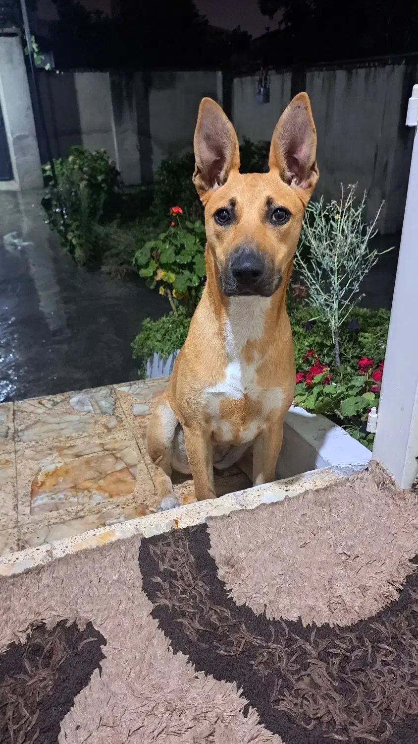 گمشده|حیوانات|آمل, |دیوار