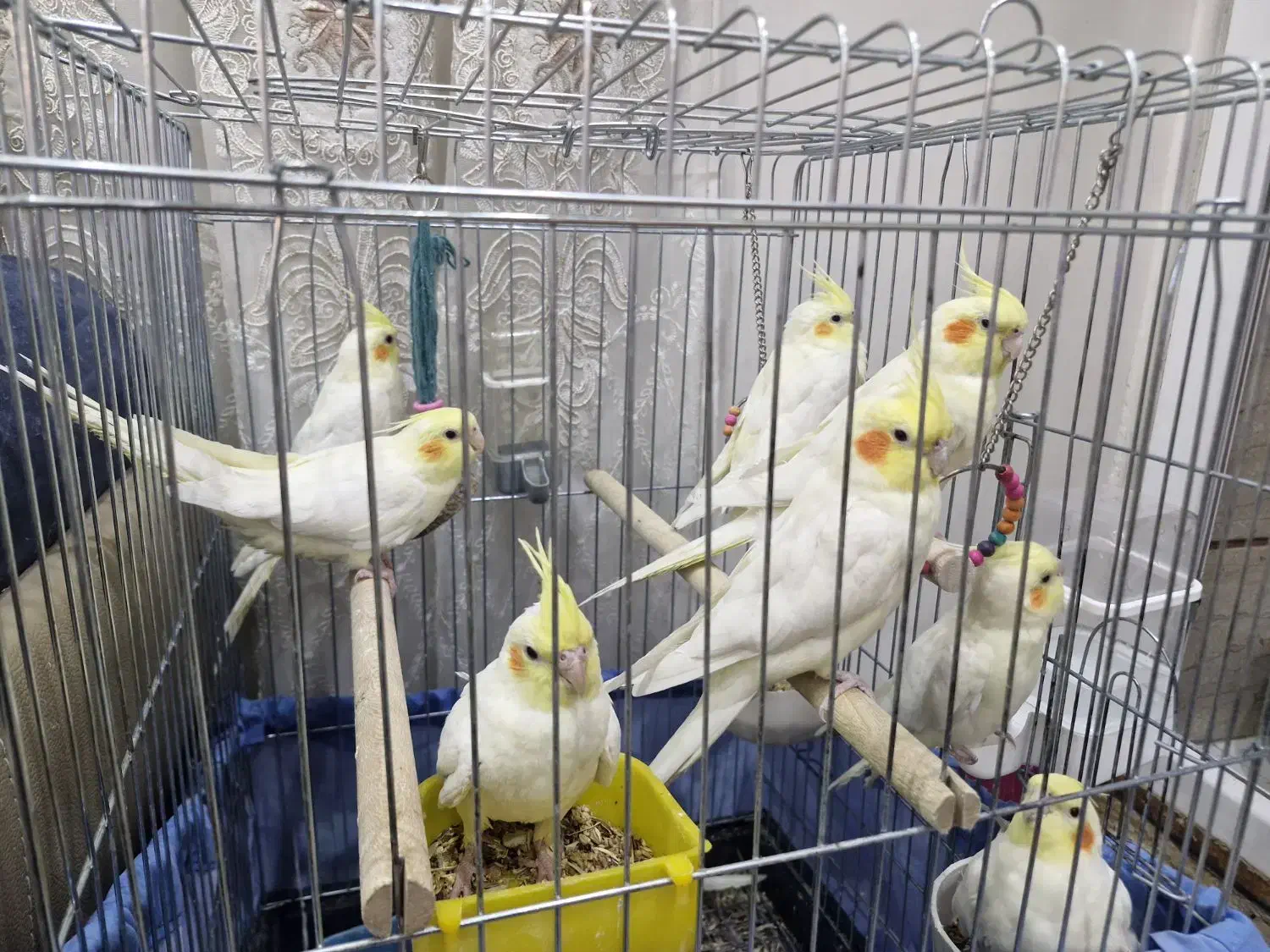 فروش  ۸ عدد عروس هلندی|پرنده|شیراز, فضلآباد|دیوار