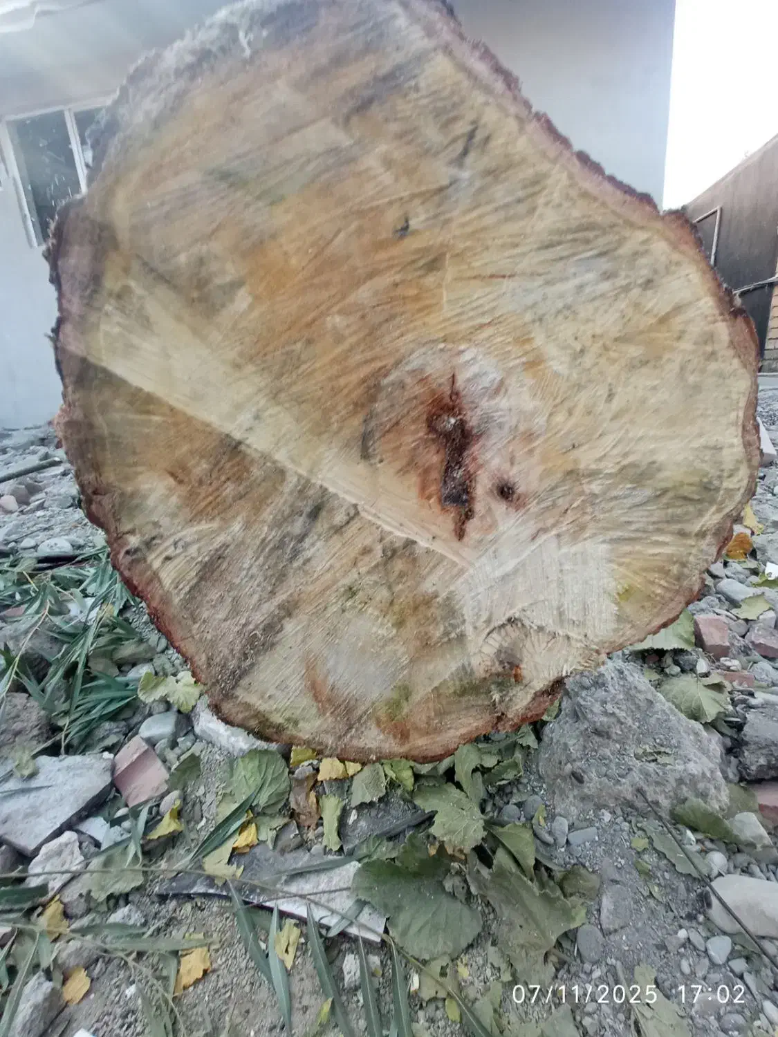 درخت|مصالح و تجهیزات ساختمان|پیرانشهر, |دیوار