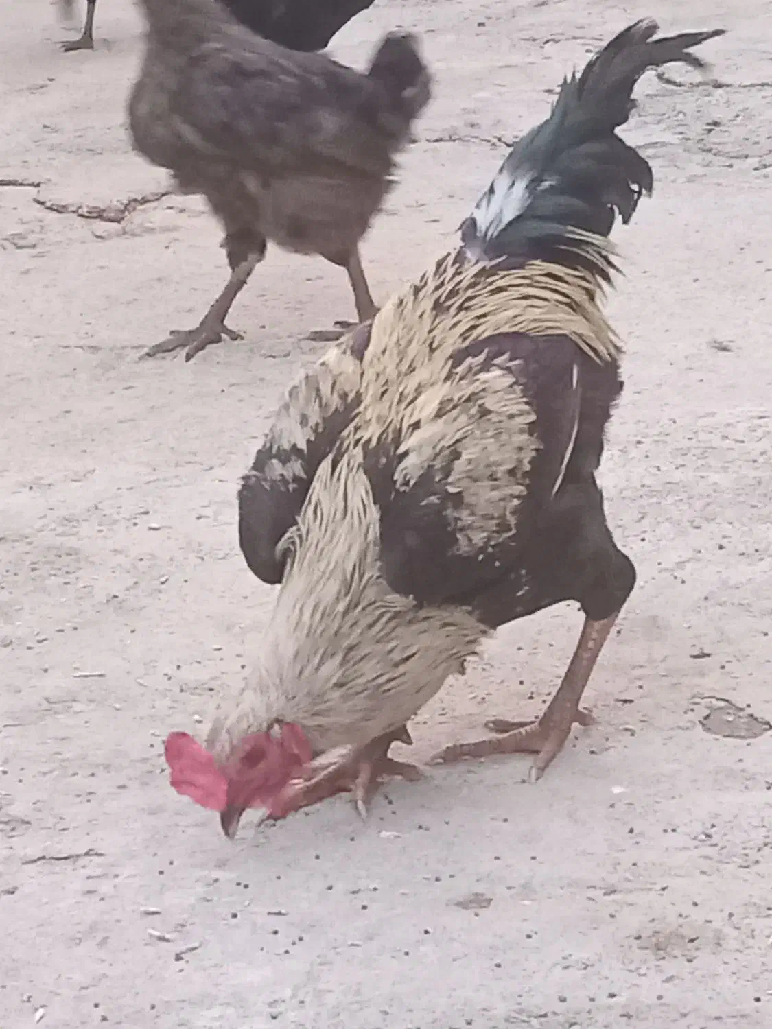 خروس|حیوانات مزرعه|بروجرد, |دیوار