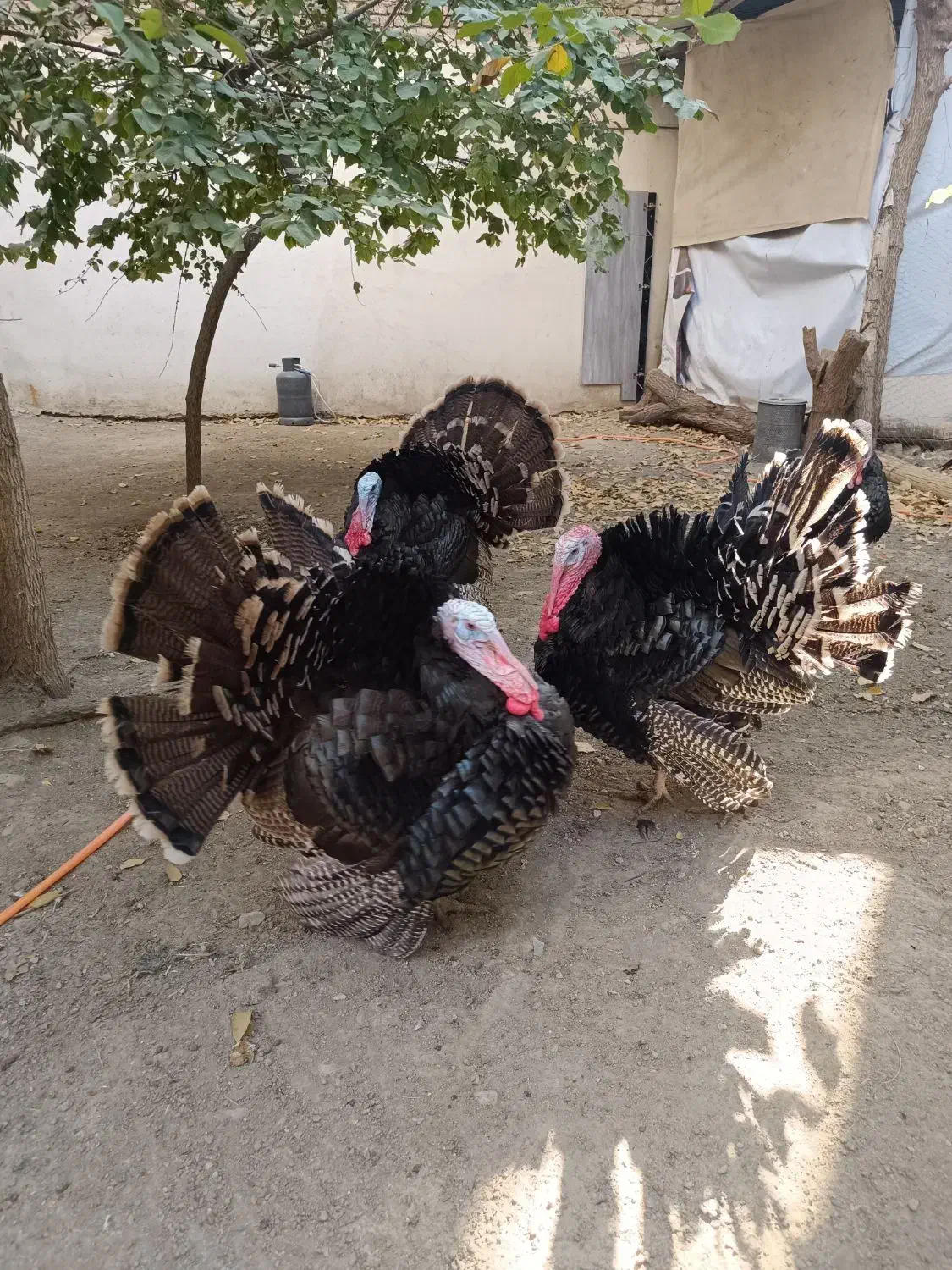 بوقلمون سنگین|حیوانات مزرعه|جاجرود, |دیوار