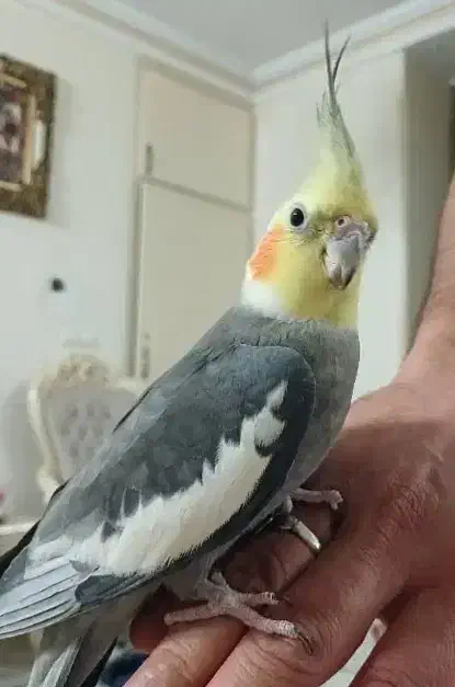 طوطی عروس هلندی جفت مولد|پرنده|رودهن, |دیوار