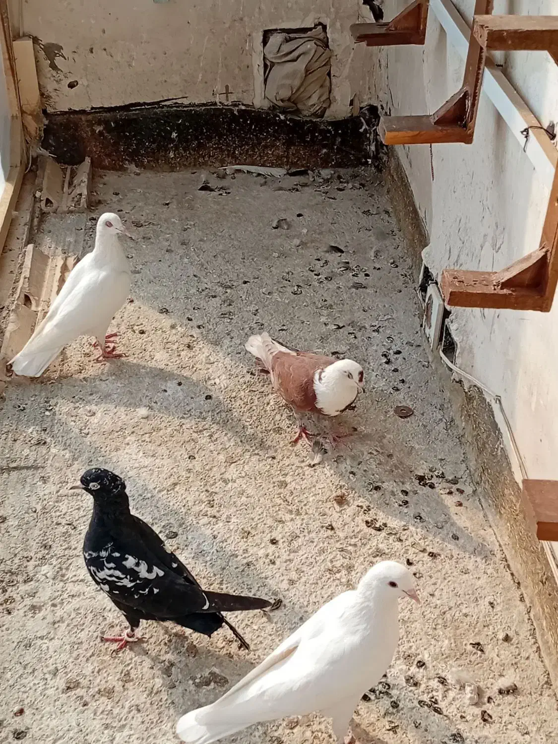 کفترپرشی کلاغ سرخ|پرنده|مشهد, شهید قربانی|دیوار