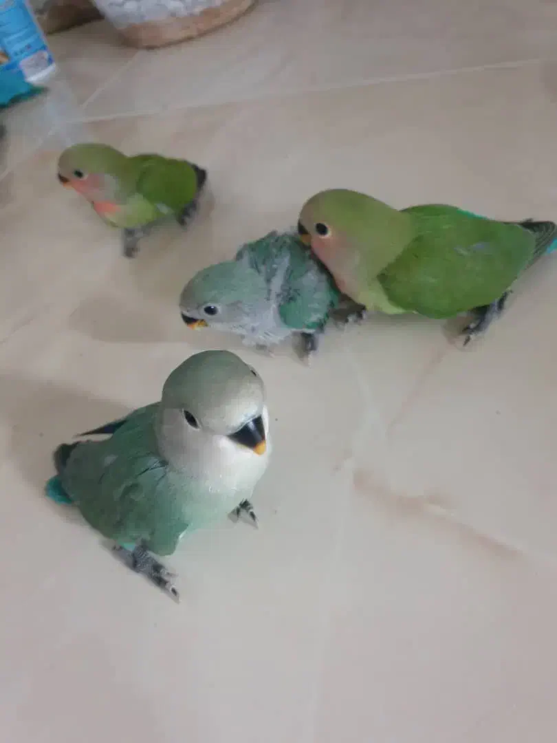 یک جفت طوطی برزیلی به همراه ۴ عدد جوجه|پرنده|محمدشهر, ولدآباد|دیوار