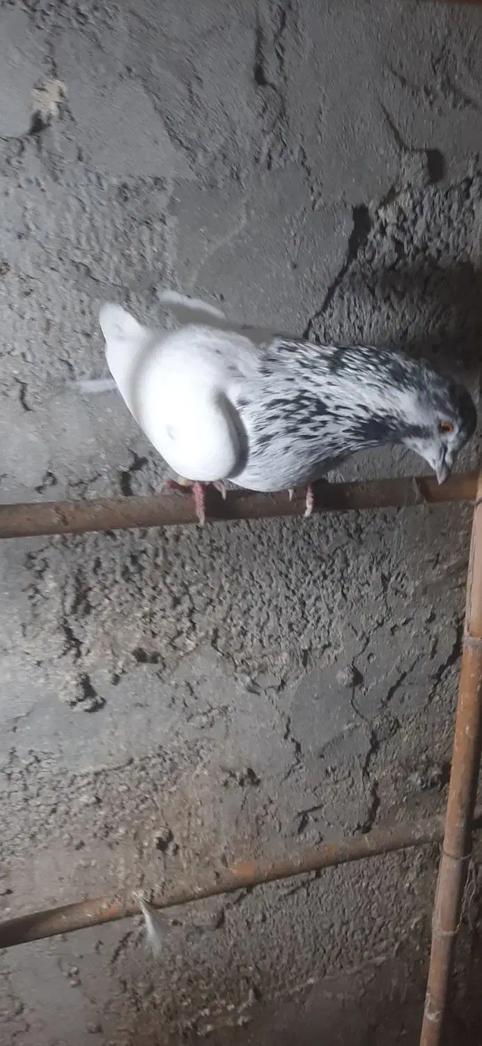 تعدادی کبوتر نر و ماده|پرنده|چالوس, |دیوار